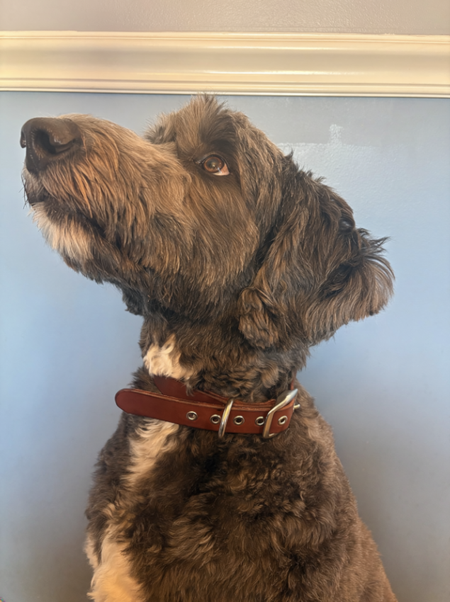 Dog Collars